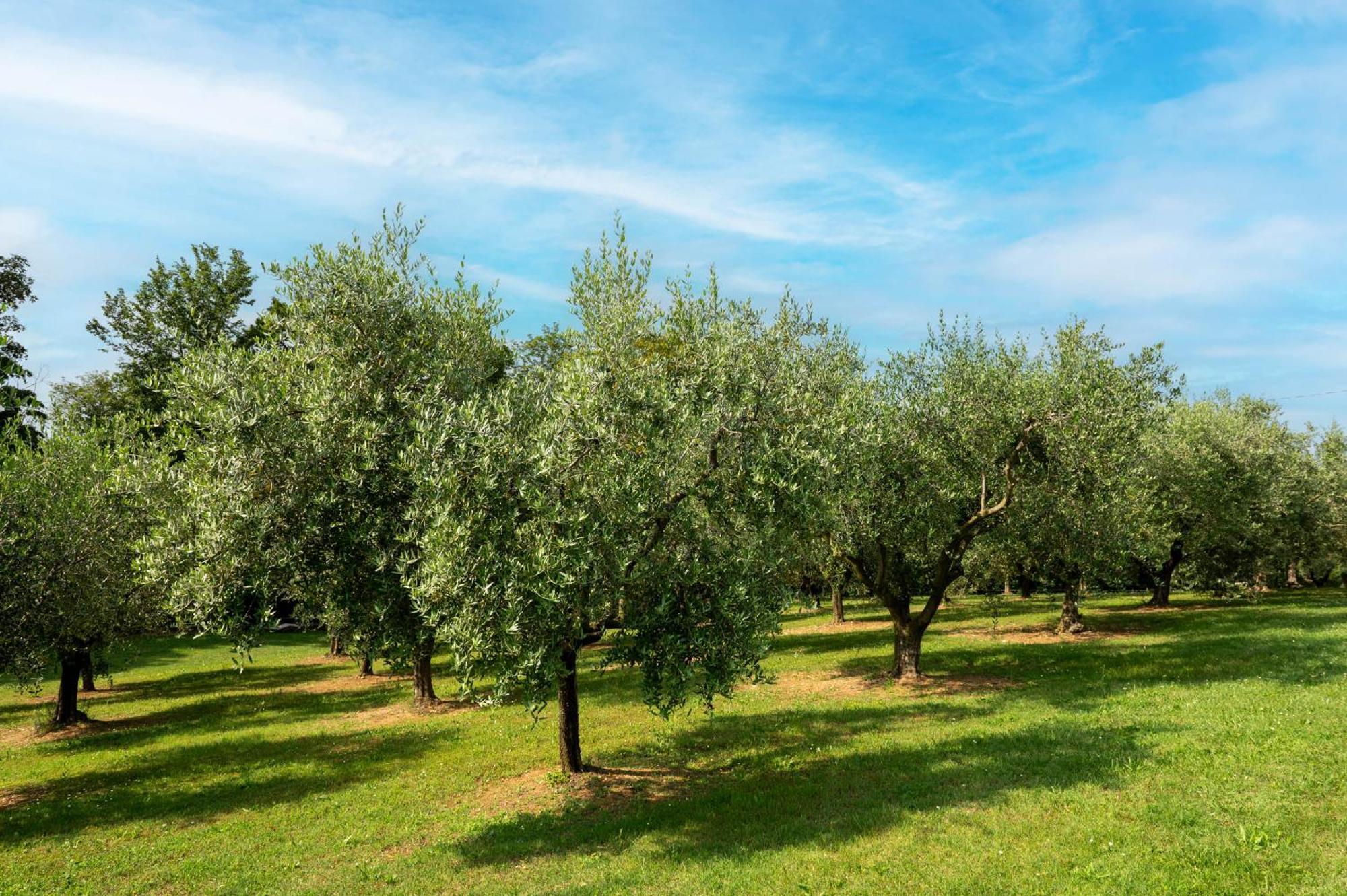 Agriturismo Terre Bianche Teolo Екстер'єр фото